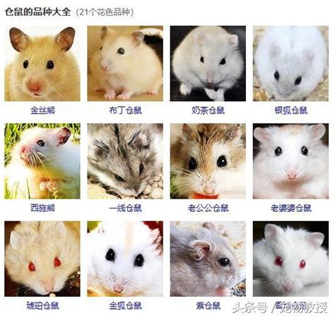 寵物鼠種類介紹